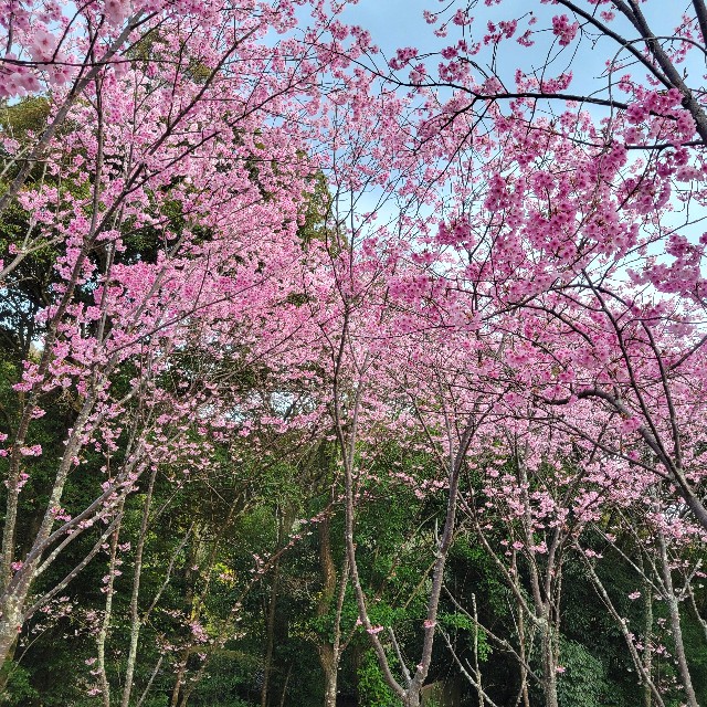 f:id:atoriatoriatori:20250411135506j:image