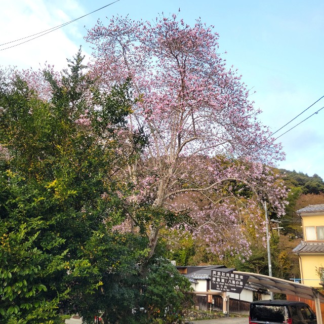 f:id:atoriatoriatori:20250411135927j:image