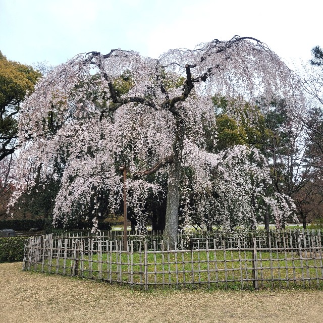 f:id:atoriatoriatori:20250411141451j:image