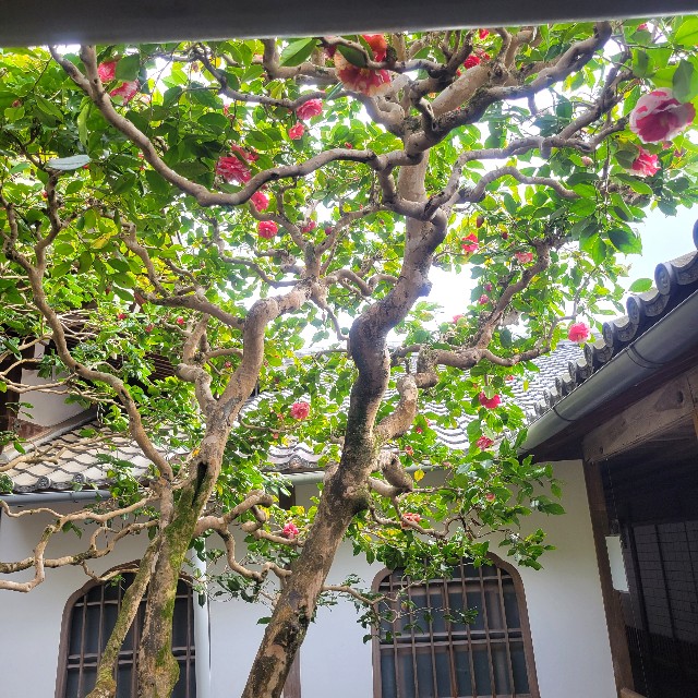 京都】『法然院』に行ってきました。 椿 - あとりのやっぱり○○が好き❤