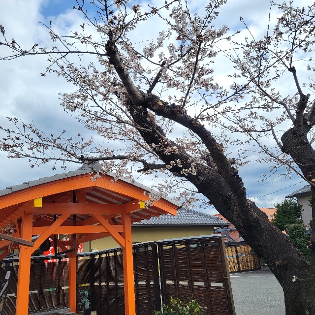 f:id:atoriatoriatori:20250424095609j:image