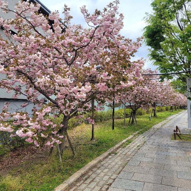 f:id:atoriatoriatori:20250504095446j:image