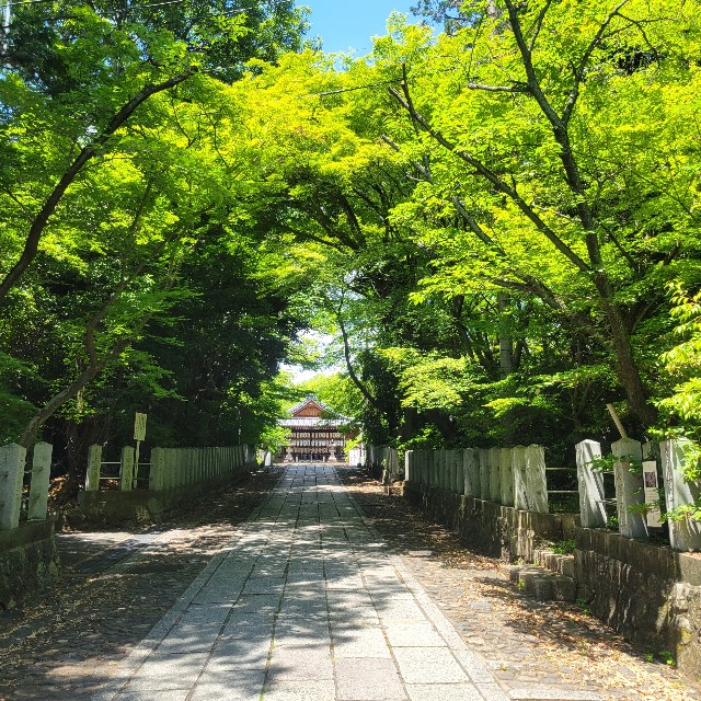 f:id:atoriatoriatori:20250612092546j:image