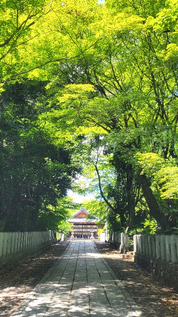f:id:atoriatoriatori:20250612104241j:image