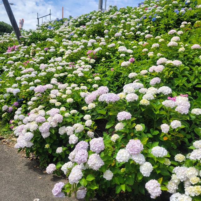 f:id:atoriatoriatori:20250620084946j:image