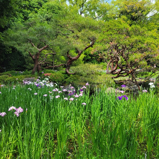 f:id:atoriatoriatori:20250621112145j:image