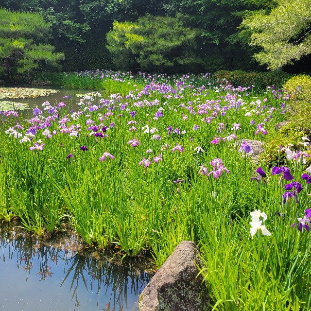 f:id:atoriatoriatori:20250621112152j:image