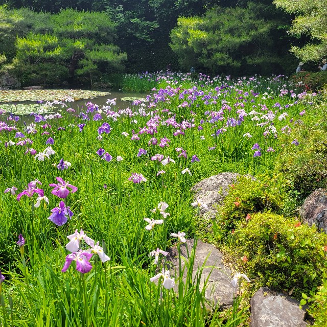 f:id:atoriatoriatori:20250621154956j:image