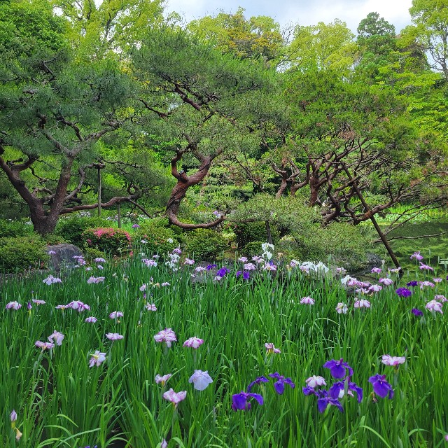 f:id:atoriatoriatori:20250623135021j:image