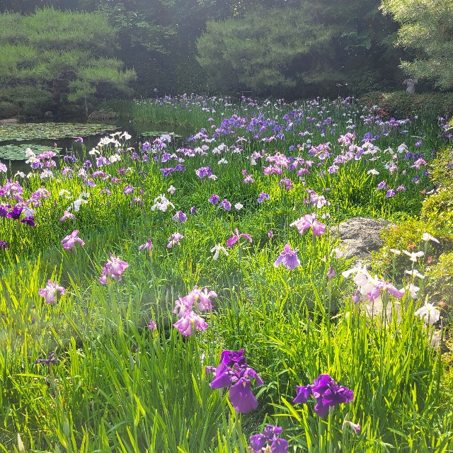 f:id:atoriatoriatori:20250623143322j:image