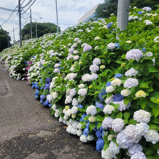 f:id:atoriatoriatori:20250623201752j:image