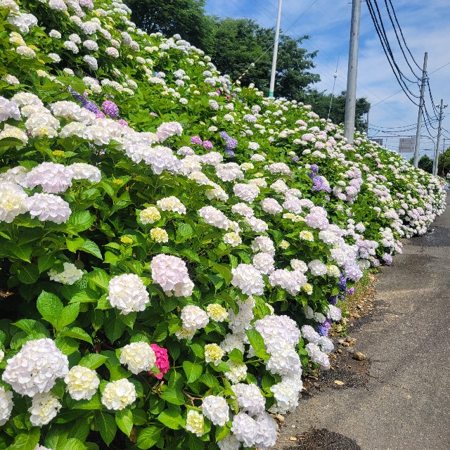 f:id:atoriatoriatori:20250623205607j:image