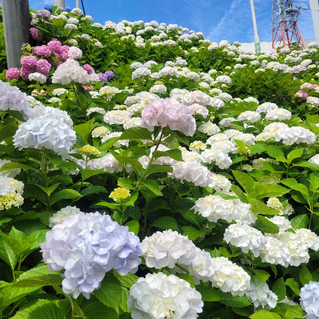 f:id:atoriatoriatori:20250623221416j:image