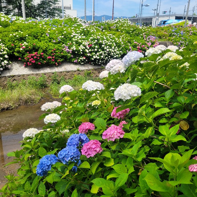f:id:atoriatoriatori:20250624090031j:image