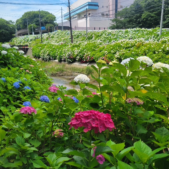 f:id:atoriatoriatori:20250624090040j:image