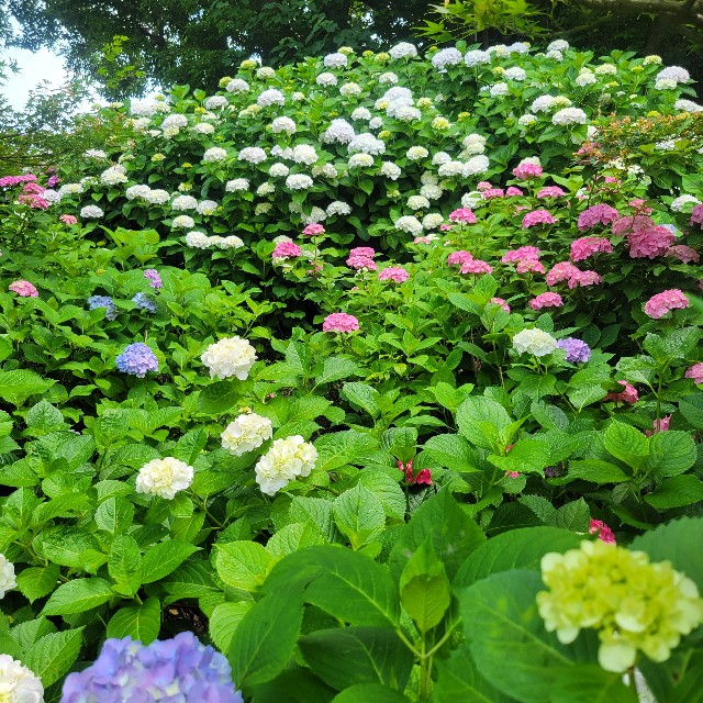 f:id:atoriatoriatori:20250624090048j:image