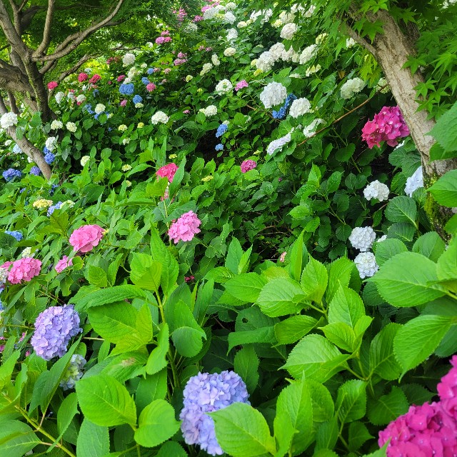 f:id:atoriatoriatori:20250624090056j:image