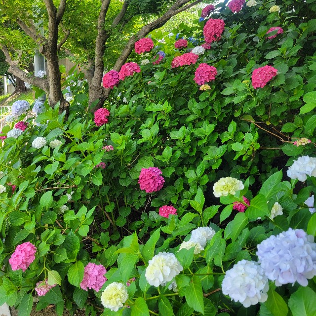 f:id:atoriatoriatori:20250624092749j:image