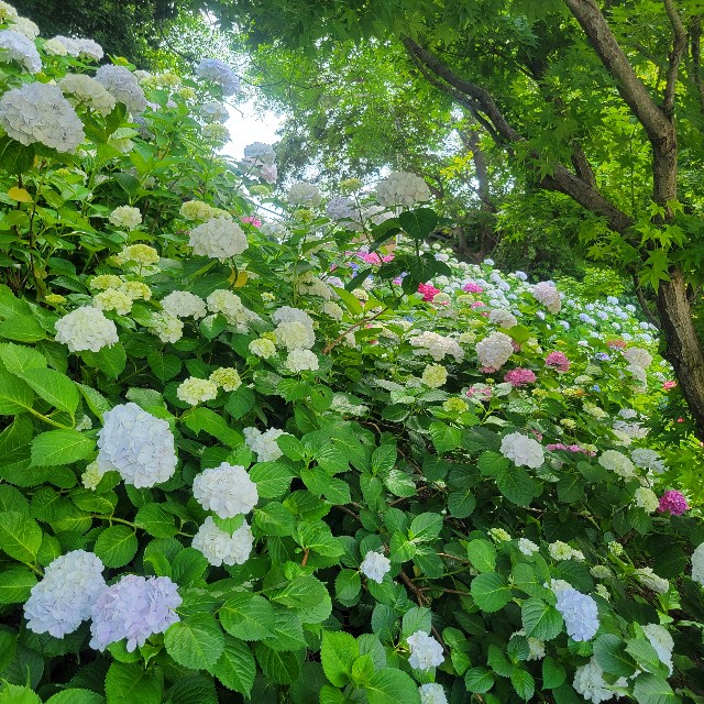 f:id:atoriatoriatori:20250624092758j:image