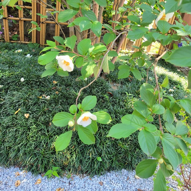 f:id:atoriatoriatori:20250626224819j:image