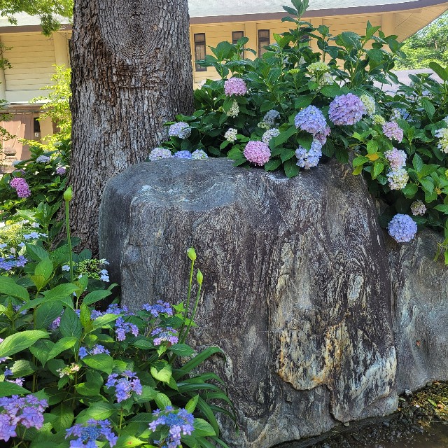 f:id:atoriatoriatori:20250627084452j:image
