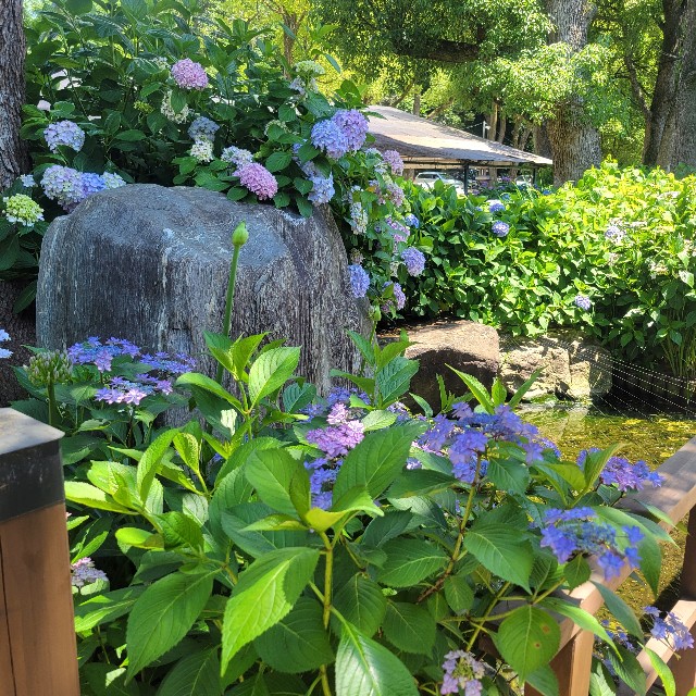 f:id:atoriatoriatori:20250627084554j:image