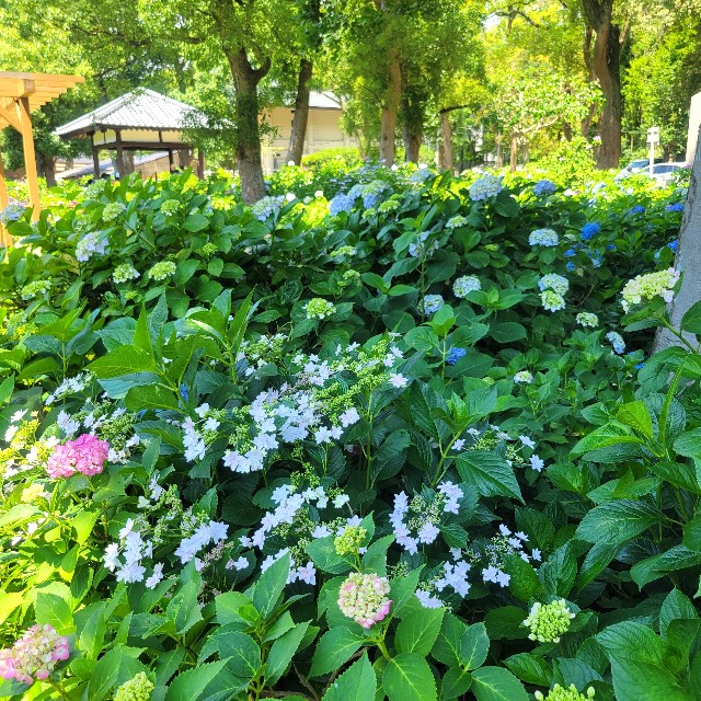 f:id:atoriatoriatori:20250627101756j:image