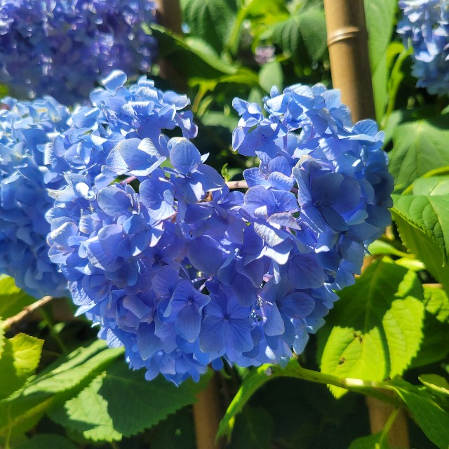 f:id:atoriatoriatori:20250627171139j:image