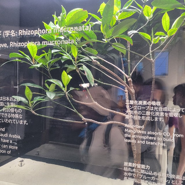 f:id:atoriatoriatori:20250915212518j:image
