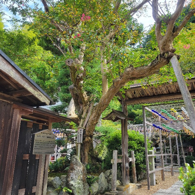 f:id:atoriatoriatori:20251025202859j:image f:id:atoriatoriatori:20251025202859j:image