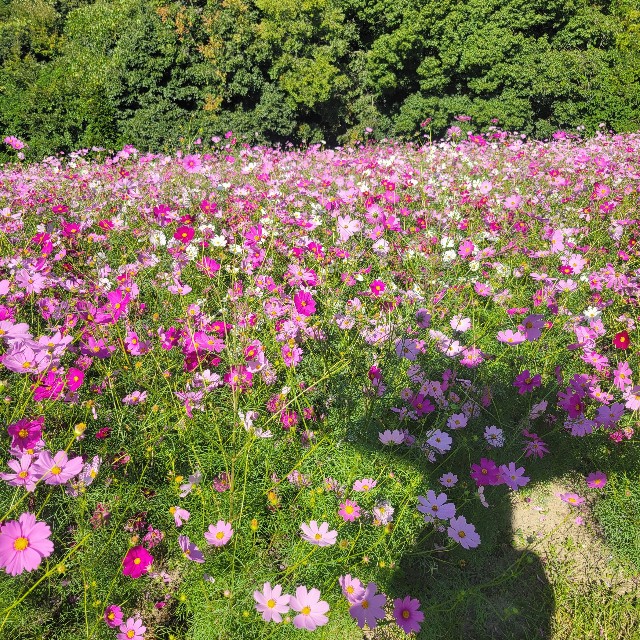 f:id:atoriatoriatori:20251118152820j:image