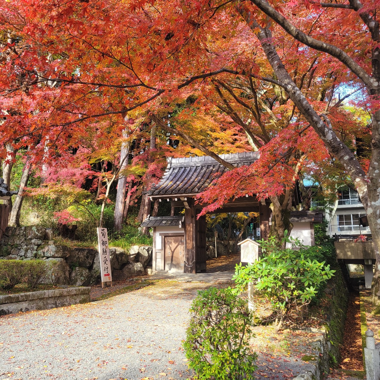 f:id:atoriatoriatori:20251201094023j:image