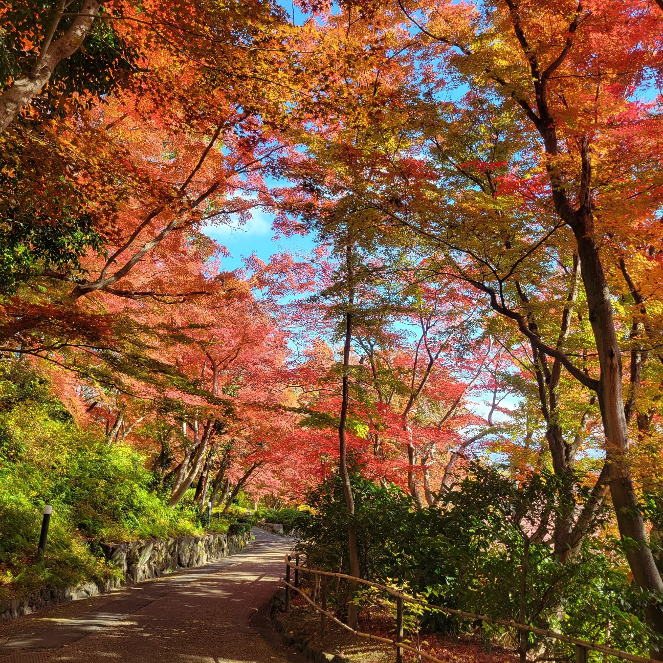 f:id:atoriatoriatori:20251201195714j:image f:id:atoriatoriatori:20251201195714j:image