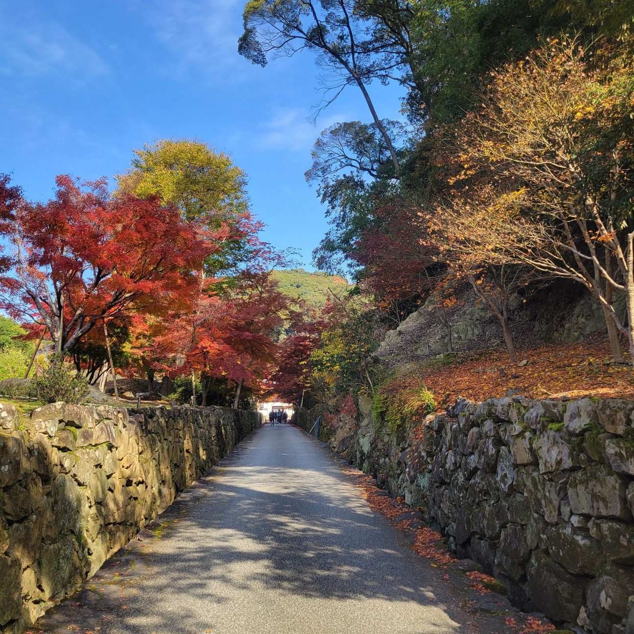 f:id:atoriatoriatori:20251206171425j:image