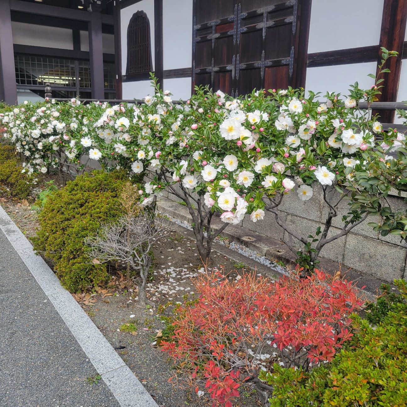 f:id:atoriatoriatori:20251213141045j:image