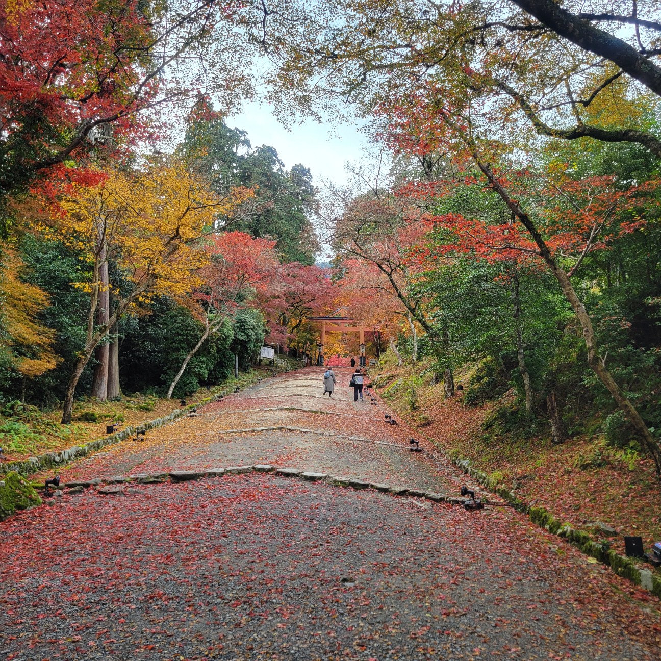 f:id:atoriatoriatori:20251217110221j:image