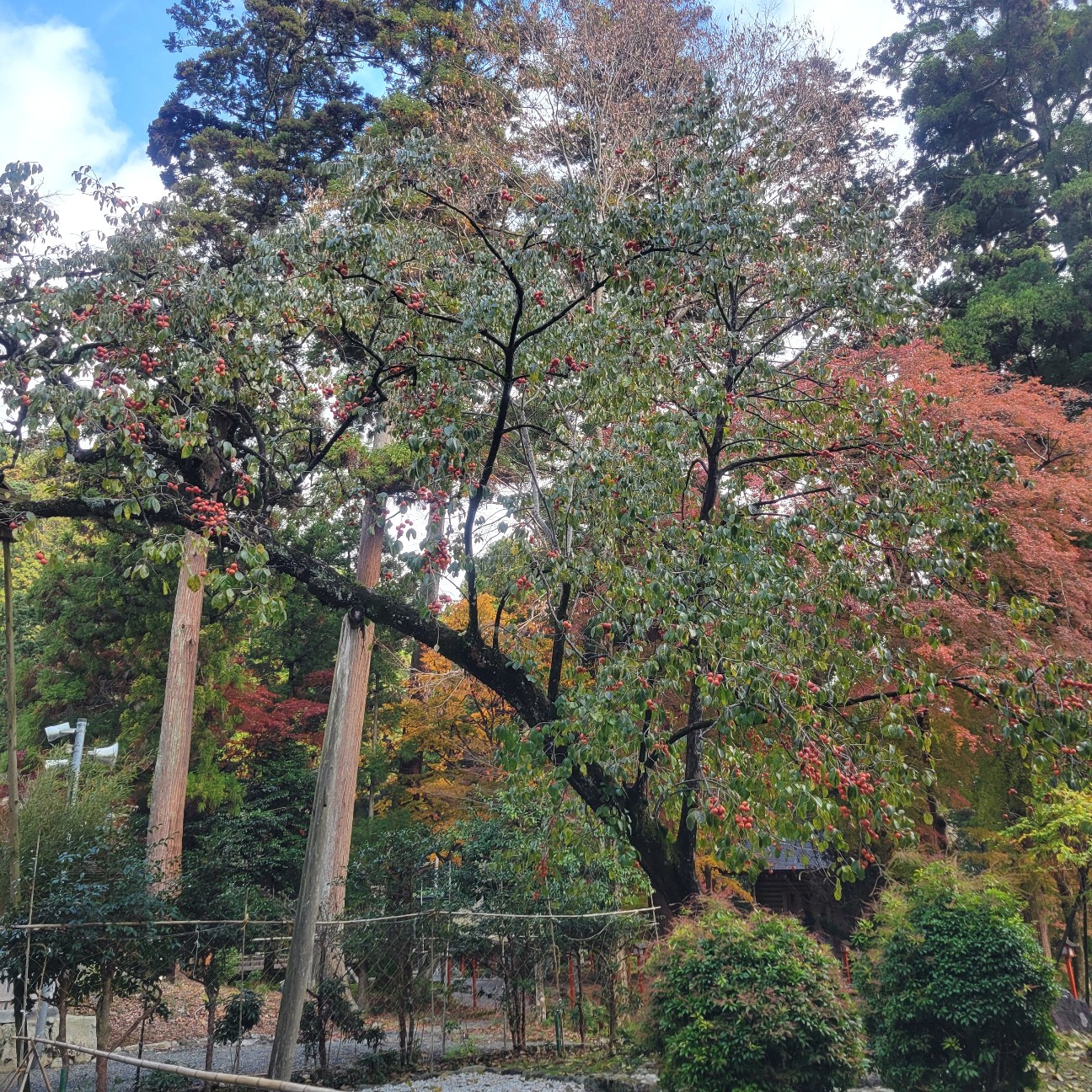 f:id:atoriatoriatori:20251217140909j:image