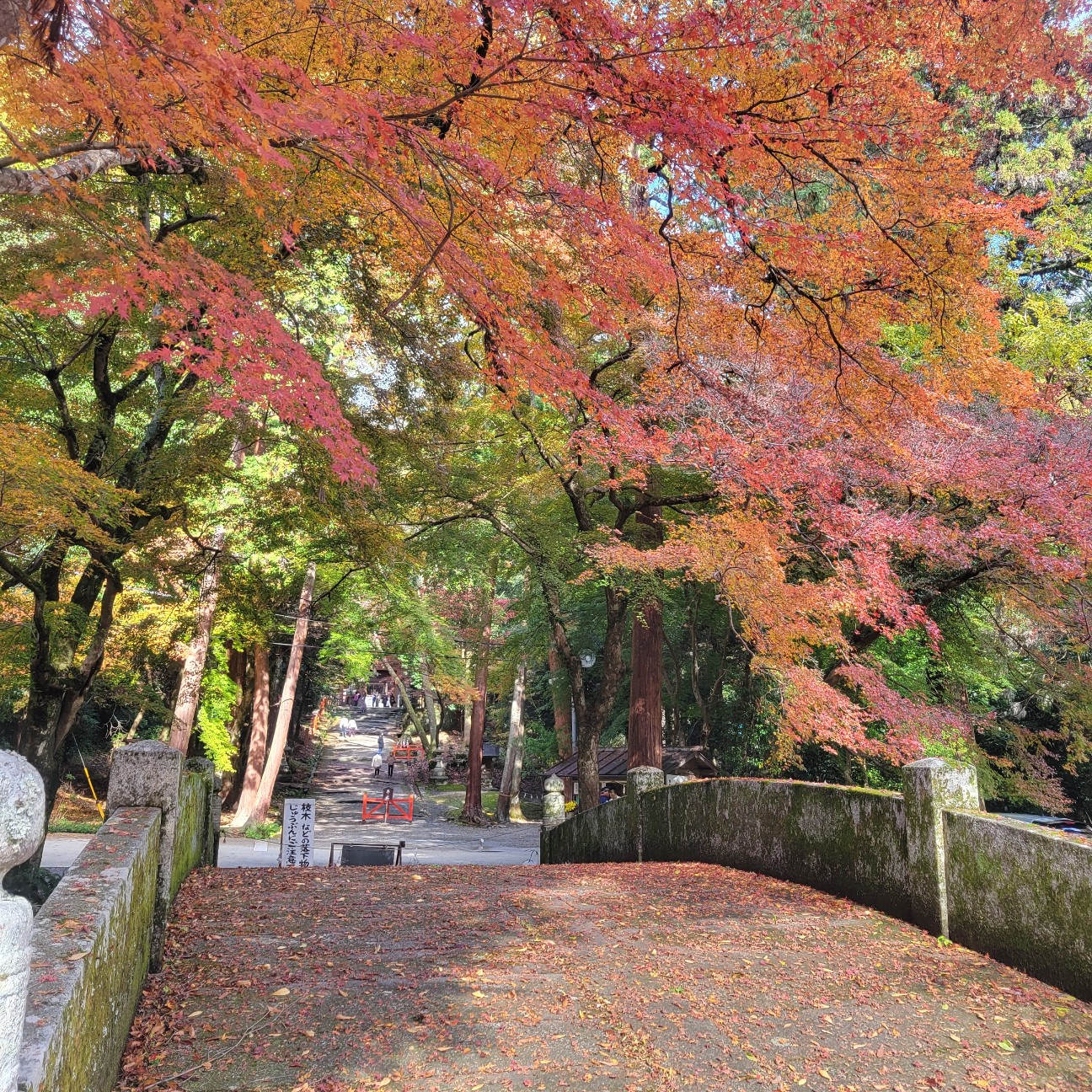f:id:atoriatoriatori:20251218083254j:image