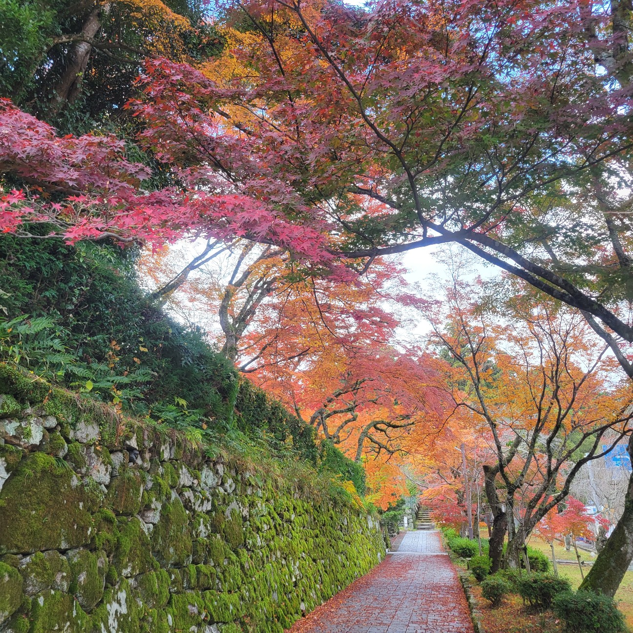 f:id:atoriatoriatori:20251218094832j:image