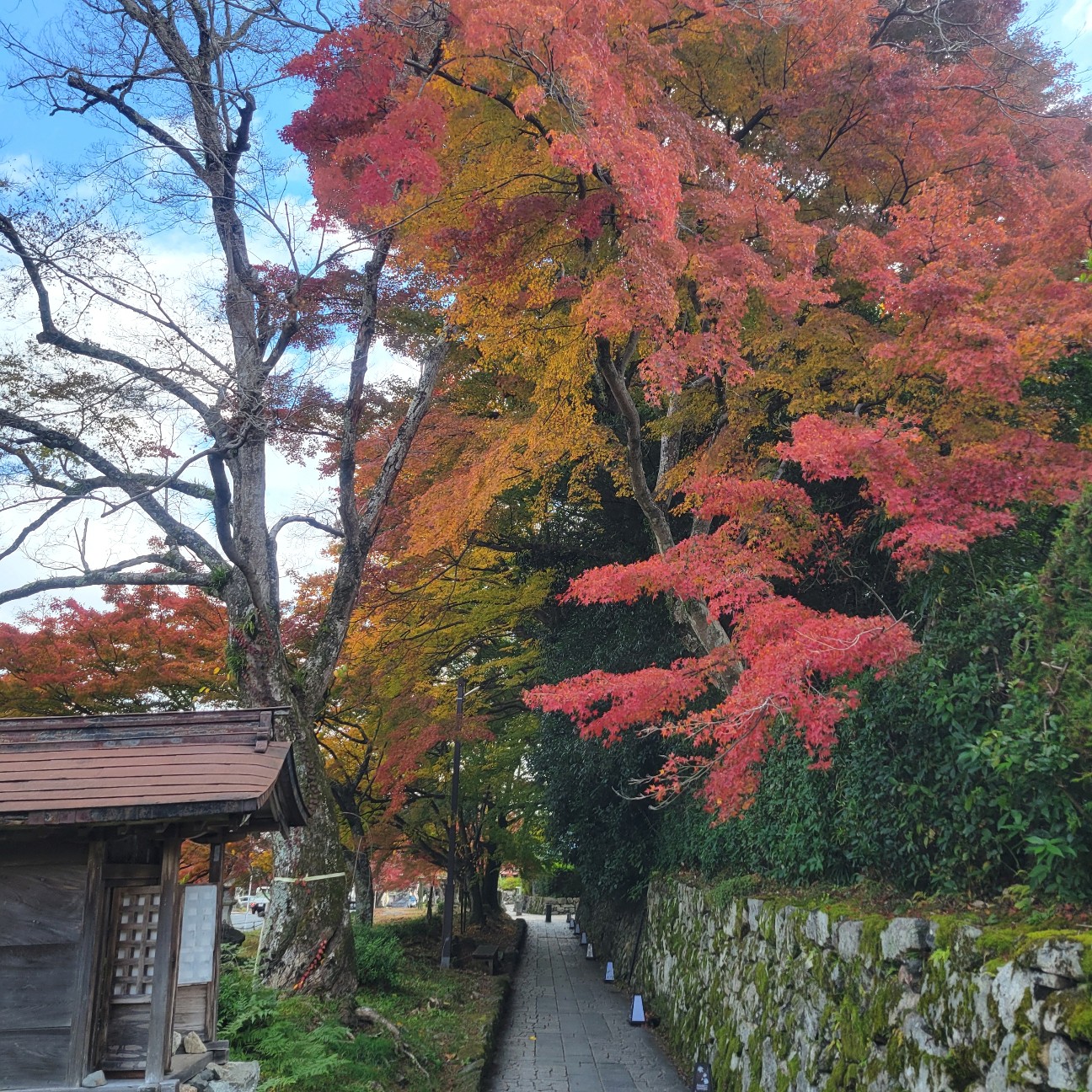 f:id:atoriatoriatori:20251218094911j:image