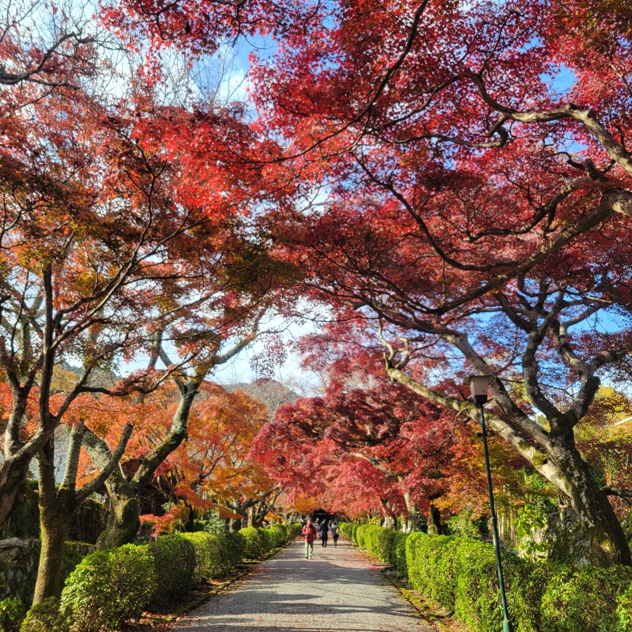 f:id:atoriatoriatori:20251219090411j:image
