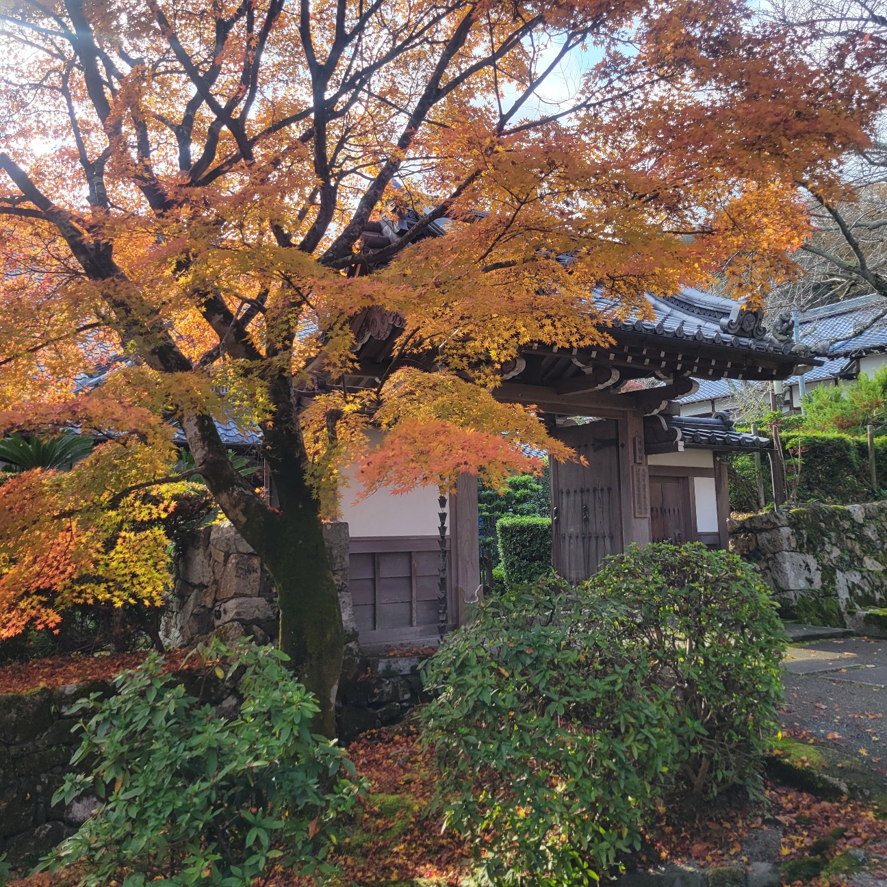 f:id:atoriatoriatori:20251219090423j:image
