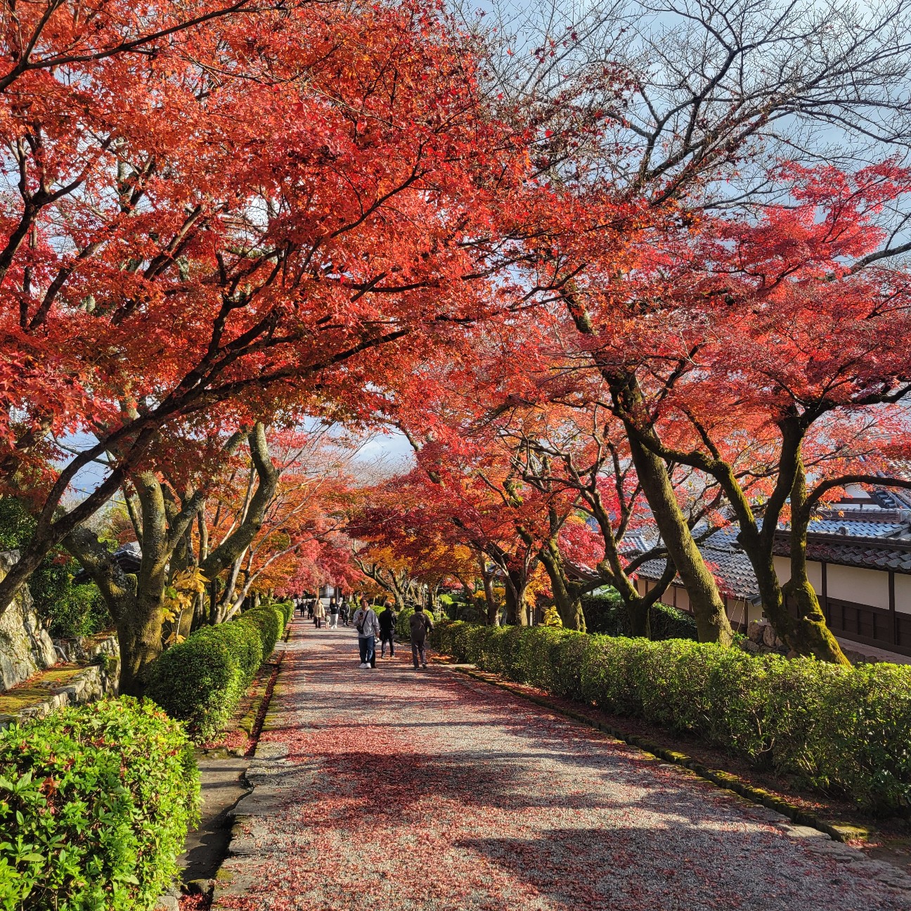 f:id:atoriatoriatori:20251219100435j:image