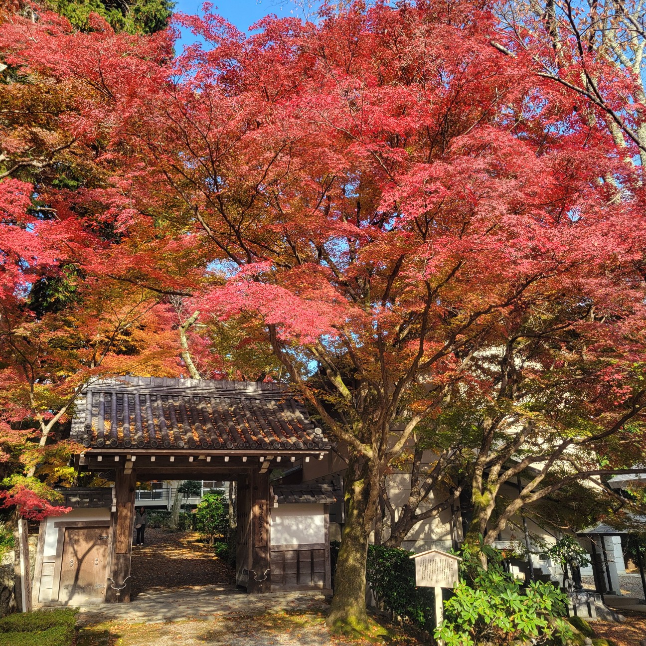f:id:atoriatoriatori:20251219101444j:image