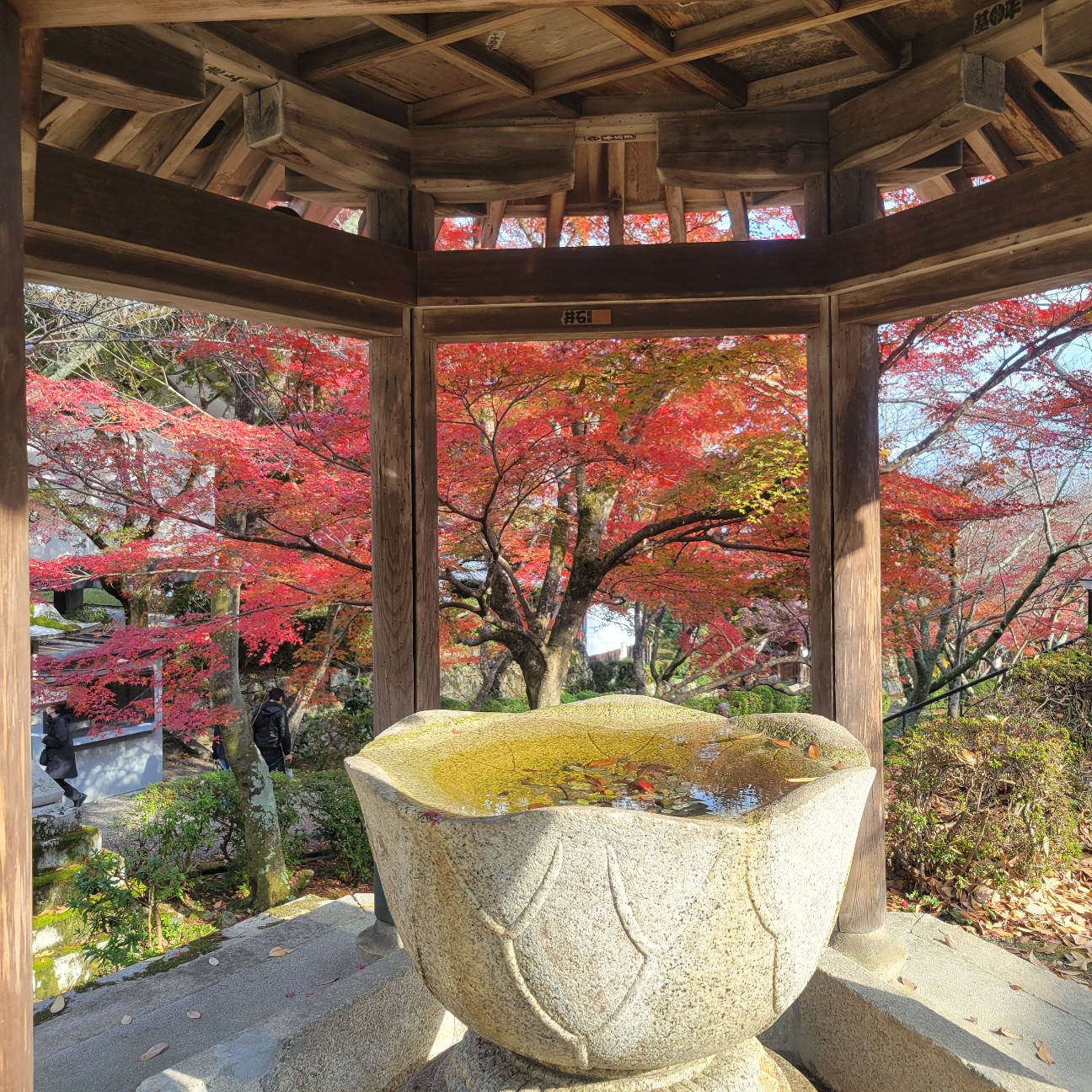 f:id:atoriatoriatori:20251219114222j:image