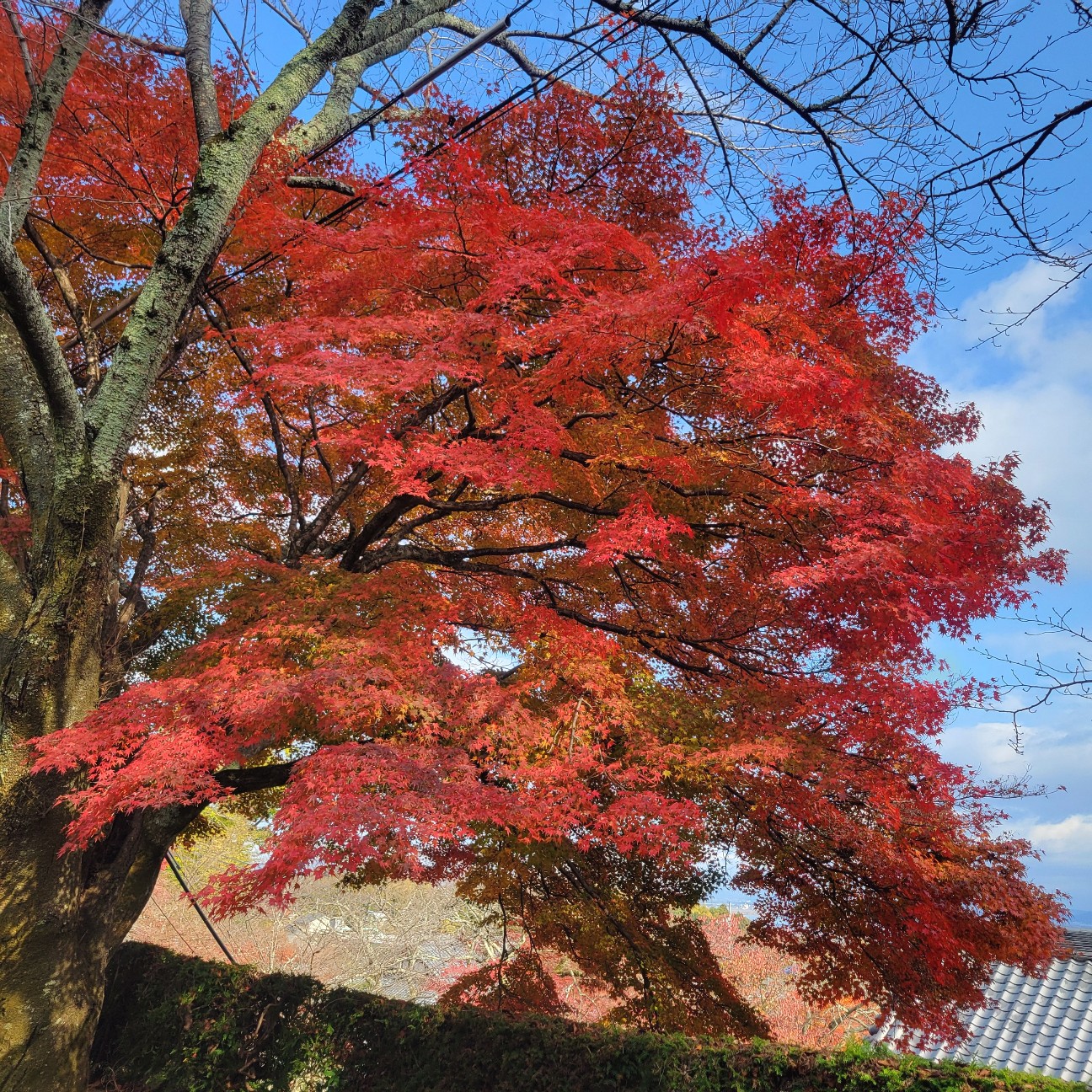 f:id:atoriatoriatori:20251219131331j:image