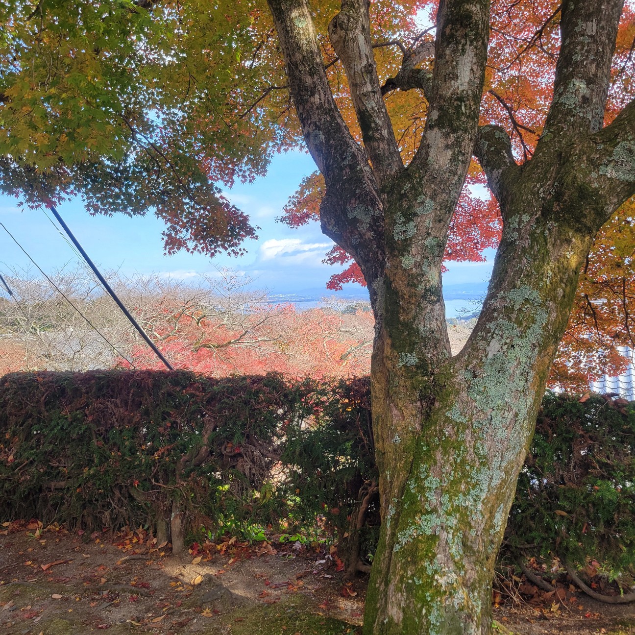 f:id:atoriatoriatori:20251219131347j:image