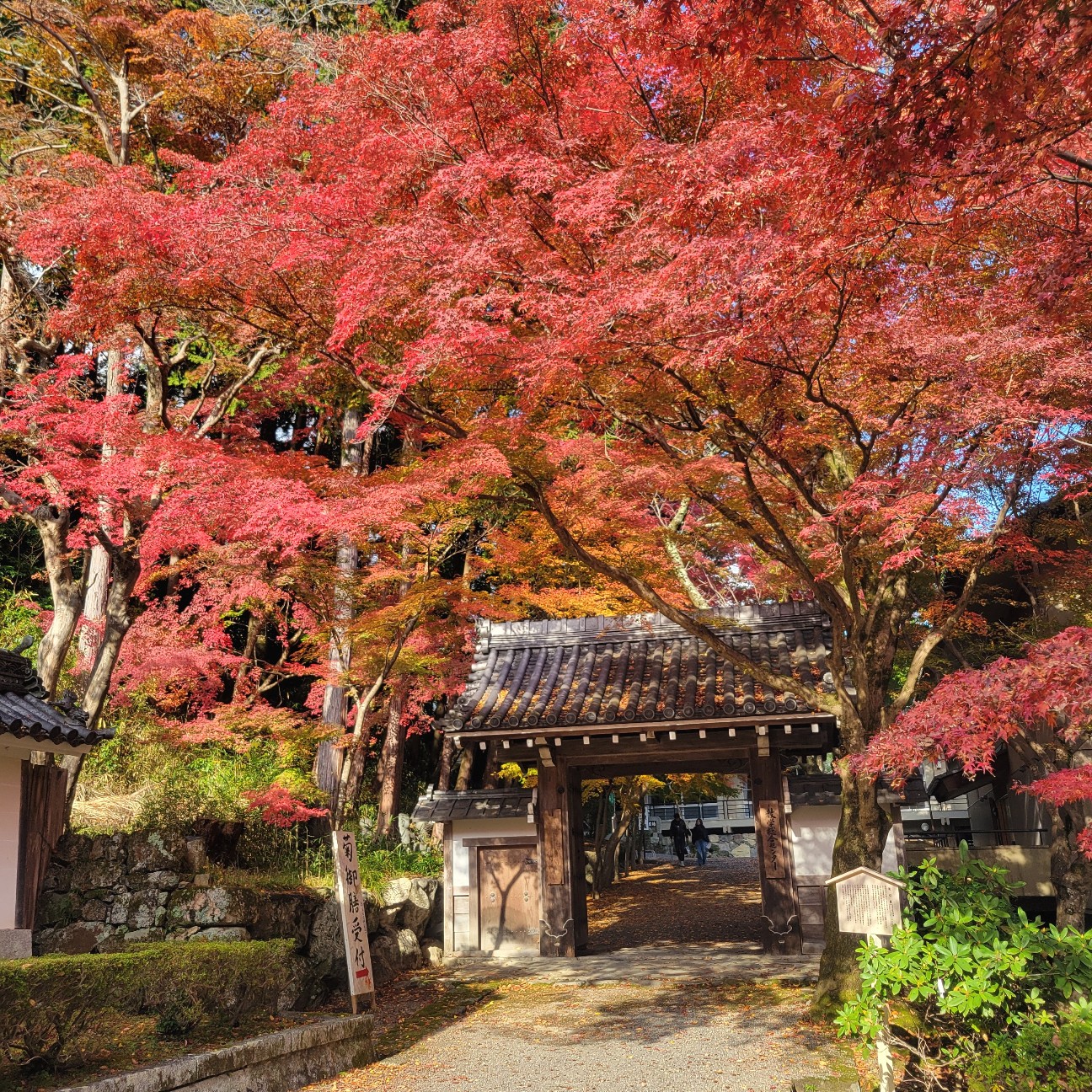 f:id:atoriatoriatori:20251219144320j:image