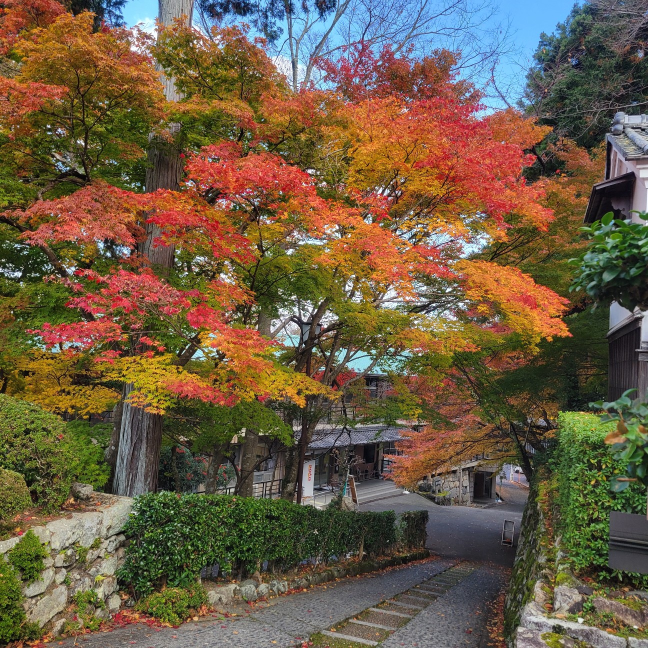 f:id:atoriatoriatori:20251220093730j:image