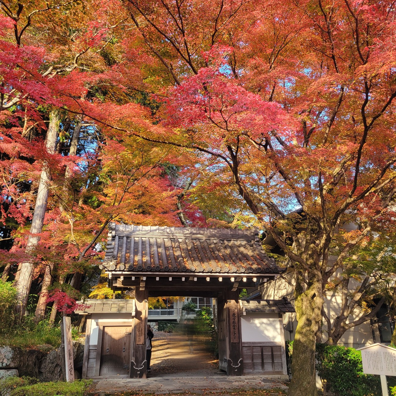 f:id:atoriatoriatori:20251220094341j:image